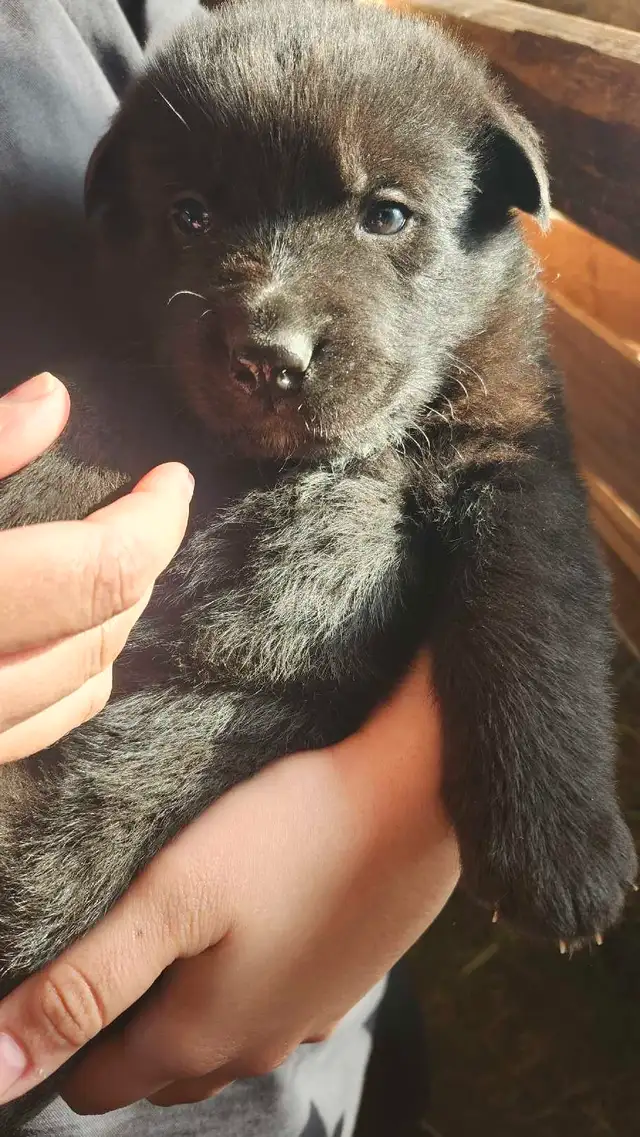 german sheppard/ rottie mix in Dogs & Puppies for Rehoming in Markham / York Region - Image 3