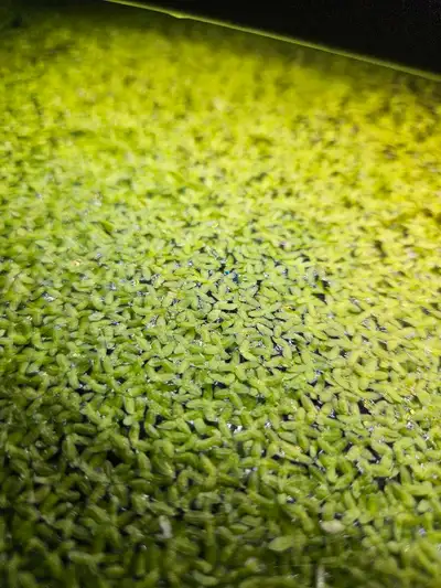 Duckweed, View more