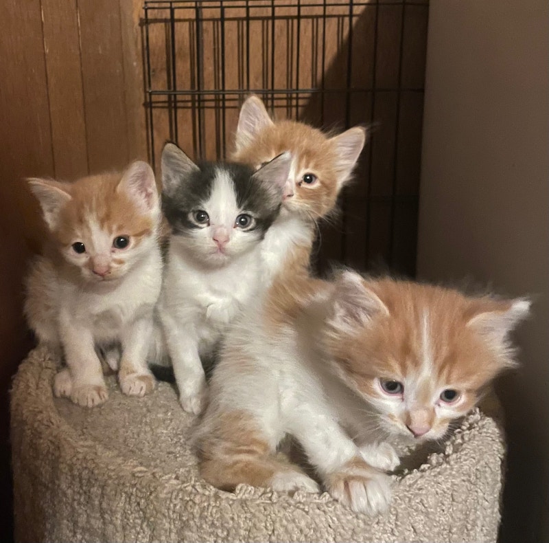 Farm Kittens Cats & Kittens for Rehoming Lethbridge Kijiji