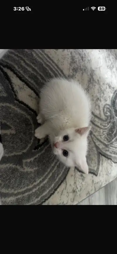 Turkish angora kitten for sale, View more