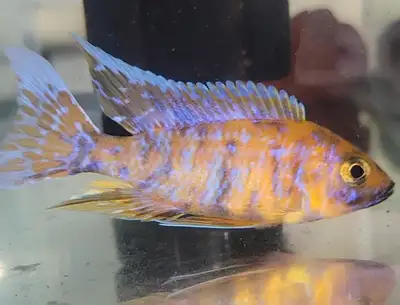 Ob peacock cichlid male, View more