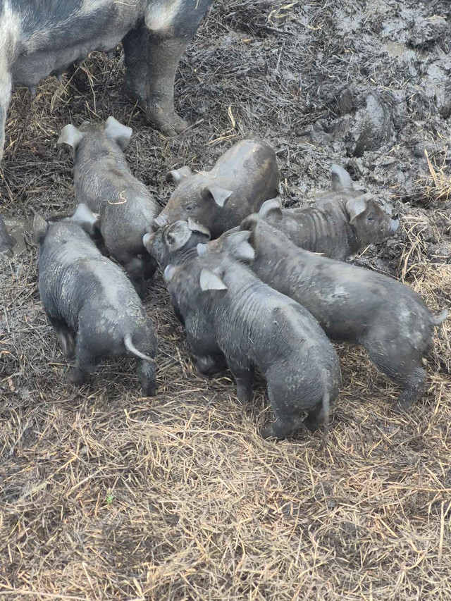 Large black/Gloucester spot piglets SOLD in Livestock in North Bay - Image 3