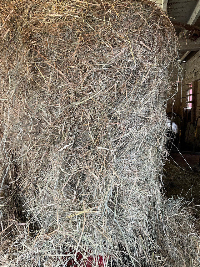 Hay for sale  in Livestock in Bedford