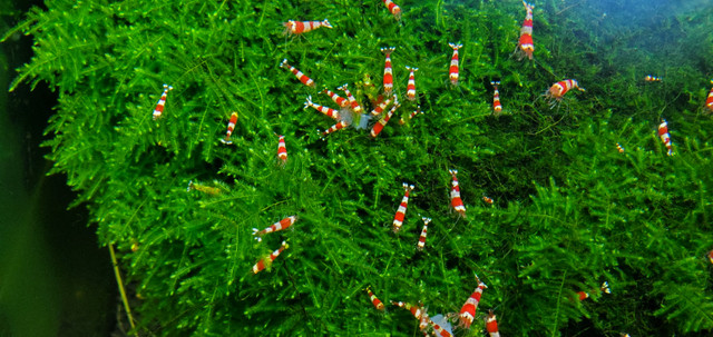 CRSYTAL RED AND BLACK SHRIMP. CARIDINA in Fish for Rehoming in Edmonton