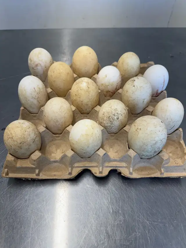 goose egg in Livestock in Hamilton - Image 3