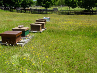 HONEY BEES nucleus colonies for sale - SOLD OUT