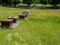 HONEY BEES nucleus colonies for sale