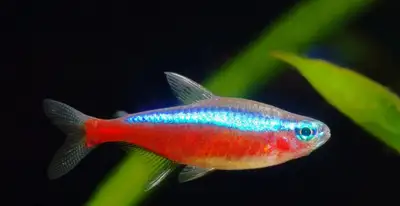 African cichlids and Tropical fish, View more