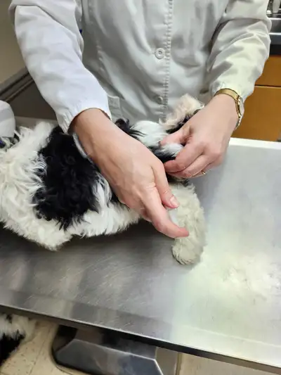 Ready for there new home, 3 healty male shih tzu bichon puppies, born 1st of march 2025 , they have...