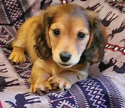 CKC Longhair Miniature Dachshunds, View more
