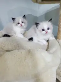 Purebred Ragdoll Kittens, adorable and show quality