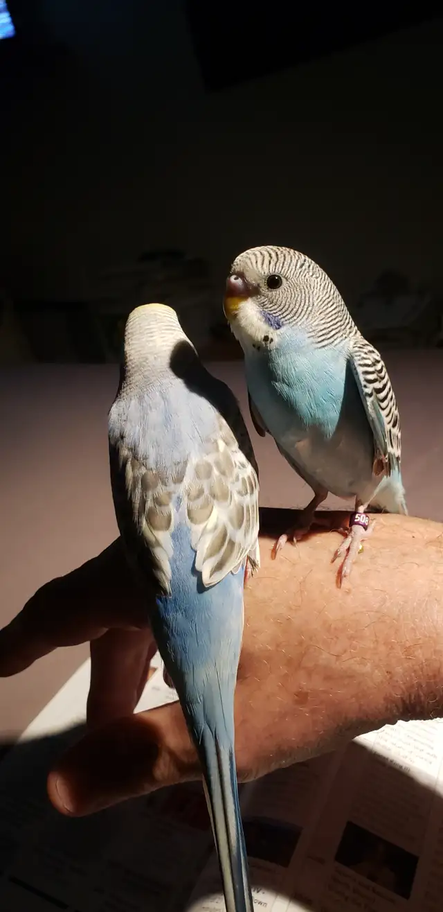 Hand tamed BABY BUDGIES.  Ready  for  loving homes. Come hold me in Birds for Rehoming in Tricities/Pitt/Maple - Image 6