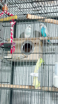 2 budgies pair with large cage, 