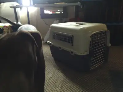 For Sale. Medium sized dog/crate. Hardly used. Great condition., View more