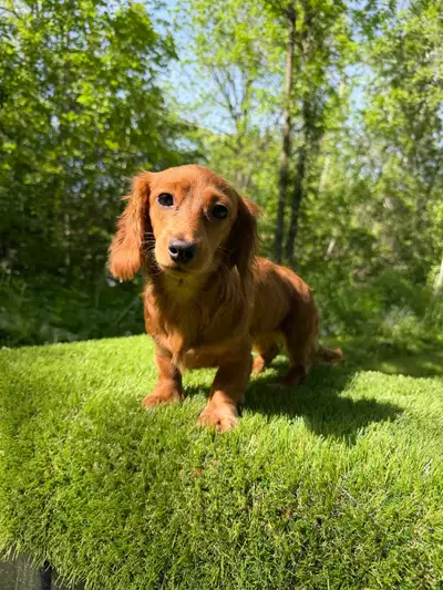 Long Hair Miniature Dachshund Puppies, View more