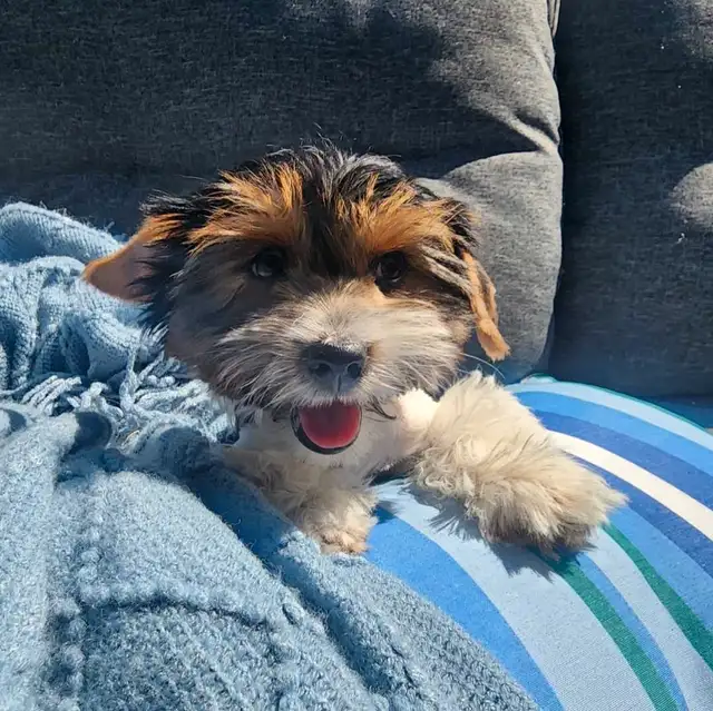 Biewer Terrier READY TO GO in Dogs & Puppies for Rehoming in Edmonton - Image 3