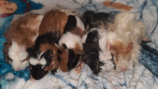 Baby guinea pigs dans Petits animaux à adopter  à St. Catharines