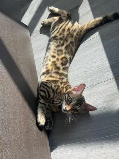 ✨ Magnifiques chatons Bengal TICA – Prêts à partir ✨, View more