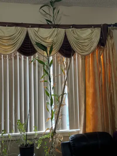 tall bamboo plant, View more