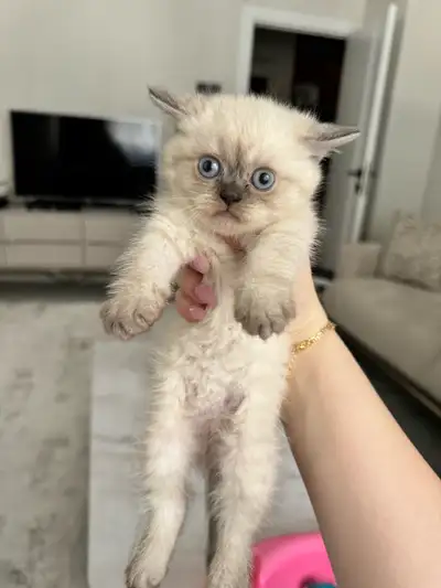 Blue-Eyed Purebred British Shorthair Kittens, View more