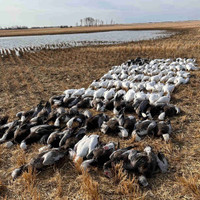 Saskatchewan spring snow goose hunts