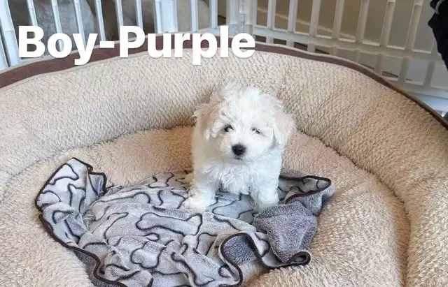 4 Purebred Bichon Frise Puppies 2 male left in Dogs & Puppies for Rehoming in Winnipeg - Image 4