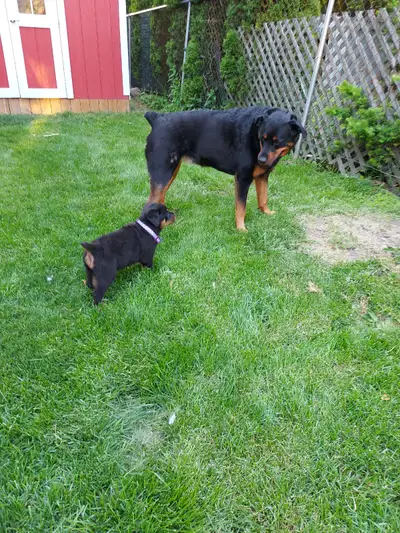 Happy Tails Daycare Pet Sitting & Boarding, View more