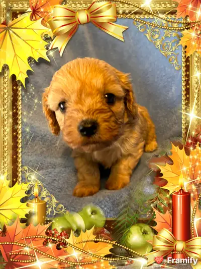 Cavapoo puppies - 2 Ruby boys and 1 Blenheim girl left, View more
