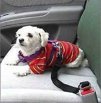 ceinture de sécurité pour chien, neuve : obligatoire selon loi