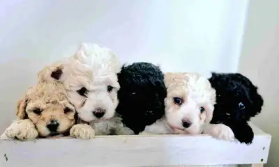 Toy/Miniature Poodles, View more