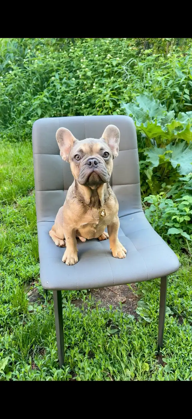 FRENCH BULLDOG PUPPIES in Dogs & Puppies for Rehoming in Ottawa - Image 7