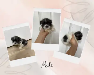Shih tzu Puppies, View more