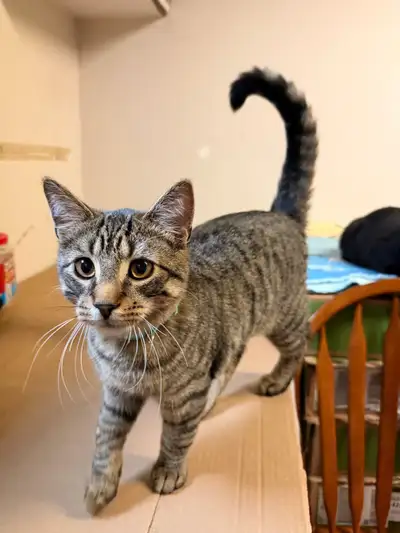 5 Month Male Kitten, View more