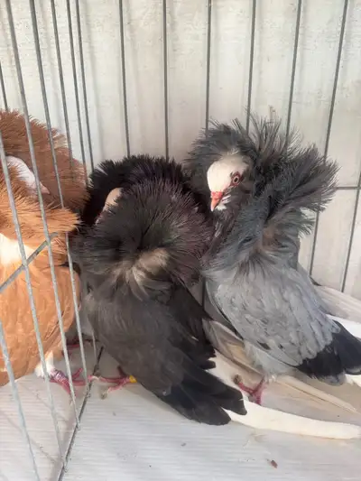 Jacobin Pigeons for Sale , View more
