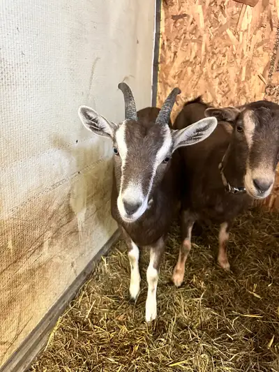 Goat for Sale NEED gone ASAP!, View more