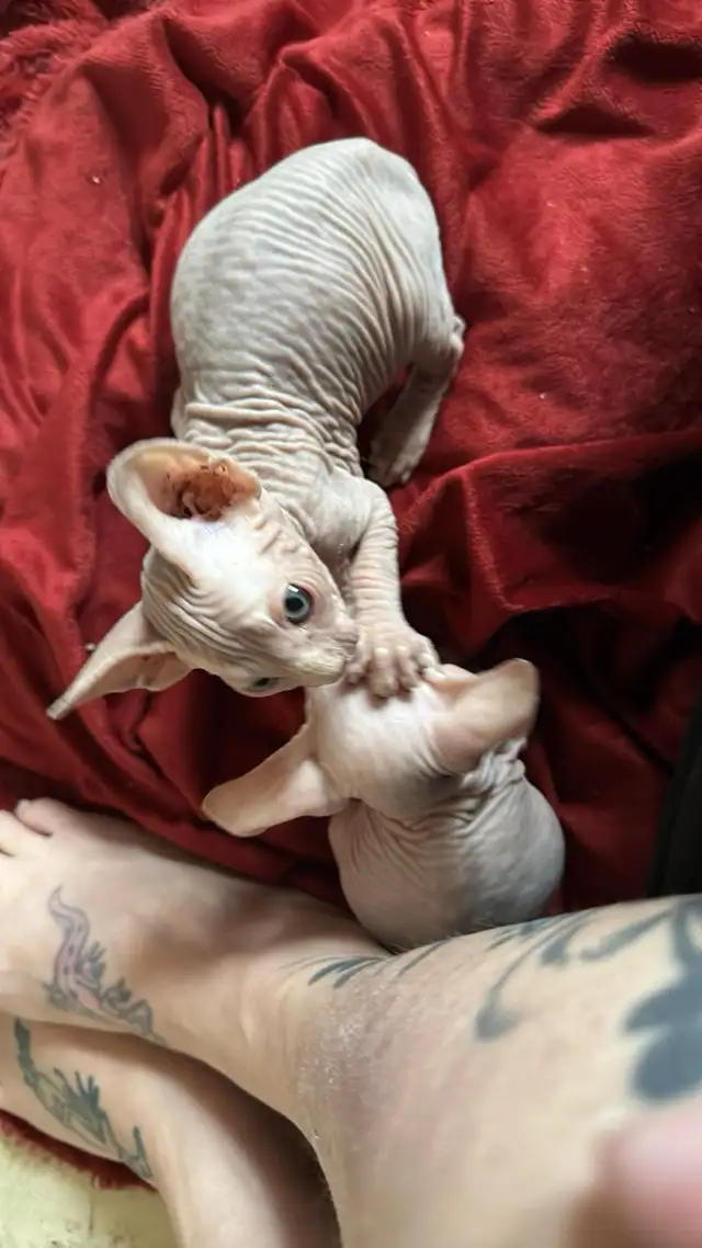 Disponible in Cats & Kittens for Rehoming in Drummondville - Image 3