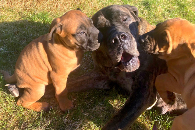 Mastiff Puppies - 1 BOY LEFT  in Dogs & Puppies for Rehoming in North Bay - Image 4