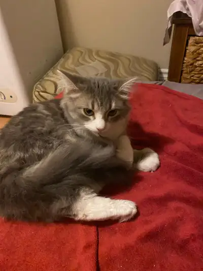 female kitten looking to rehome , View more