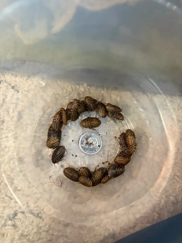 Discoid Roaches in Reptiles & Amphibians for Rehoming in Portage la Prairie - Image 2