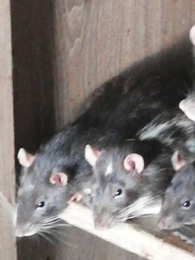 rat dumbo 50$ 2 pour 90$ in Small Animals for Rehoming in Victoriaville - Image 4