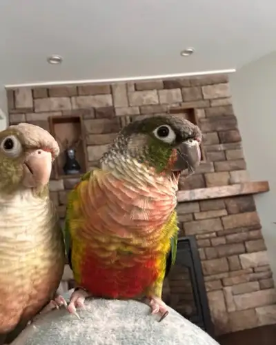 conures couple , View more