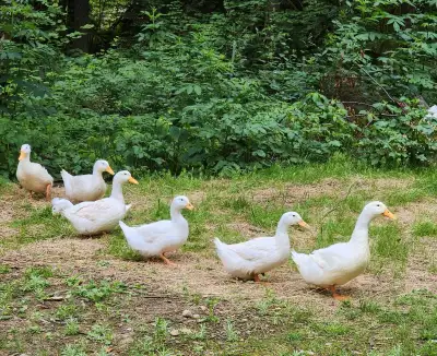 Purebred Pekin duck hatching eggs. Fresh every week. $60/dz. Fertility is excellent at home. Pick up...