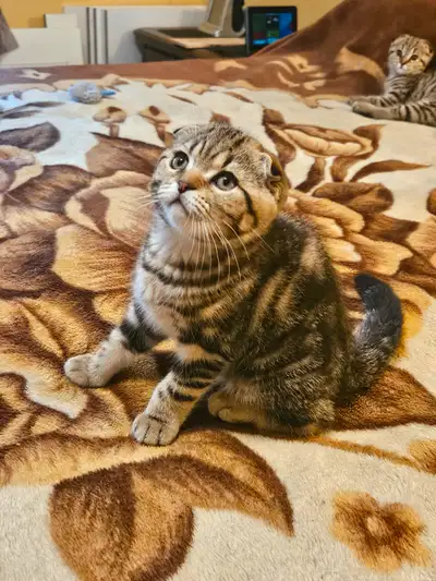 Il nous reste 4 bébés chatons(1 femelle straight,1 femelle fold,2 mâles fold,ils sont nées 10 mars.V...
