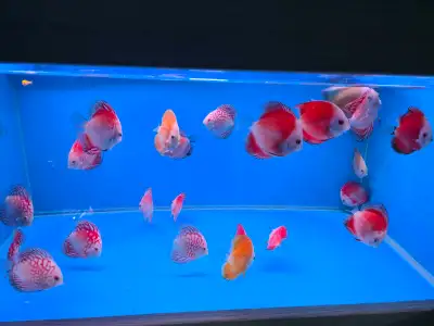 Discus fish, View more