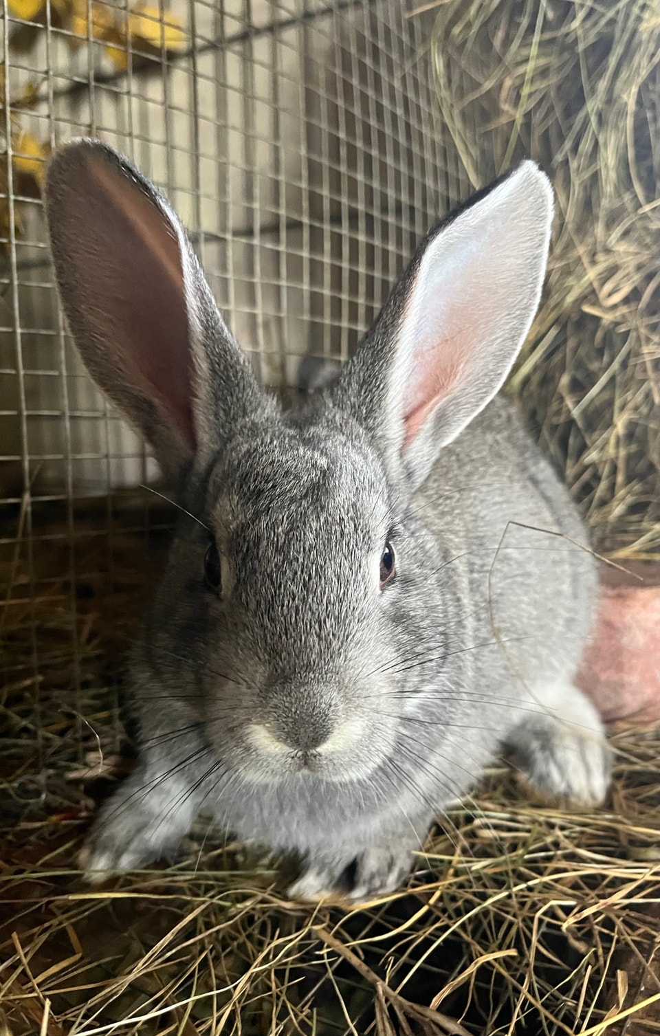 Mixed Rabbits - Buck Available | Small Animals for Rehoming | Edmonton ...