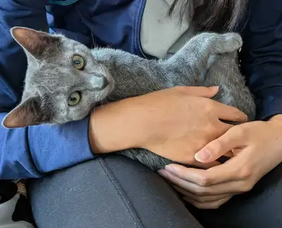 Russian Blue kittens, View more