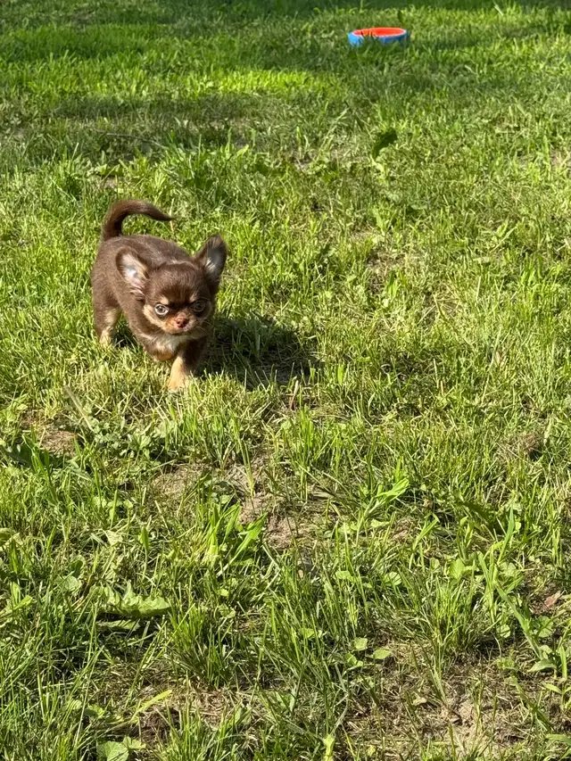 petit  chihuahua poil long chocolat pure race enr ckc in Dogs & Puppies for Rehoming in City of Montréal - Image 6