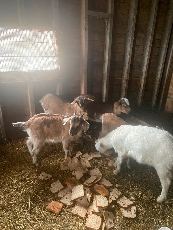 Baby goats in Livestock in City of Halifax - Image 3