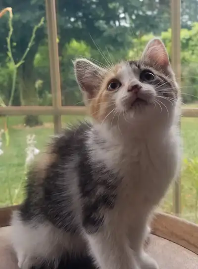 Sweet, well-loved Kittens ready to go to their new home, View more