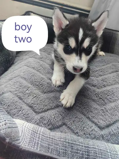 Ready to go husky puppies, View more